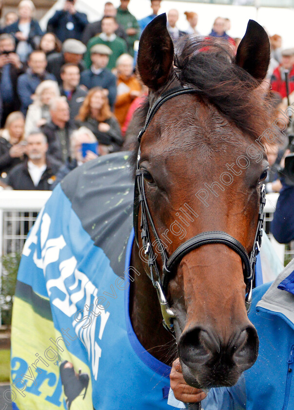 Pinatubo-0019 
 PINATUBO after The Darley Dewhurst Stakes
Newmarket 12 Oct 2019 - Pic Steven Cargill / Racingfotos.com