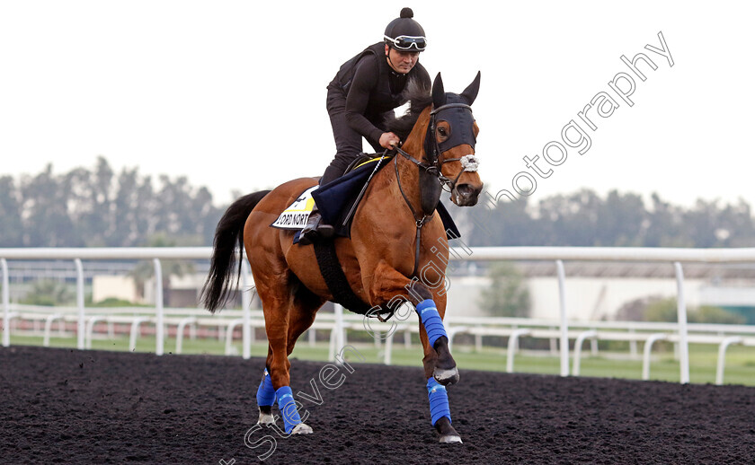 Lord-North-0002 
 LORD NORTH training for the Dubai Turf
Meydan, Dubai, 21 Mar 2023 - Pic Steven Cargill / Racingfotos.com