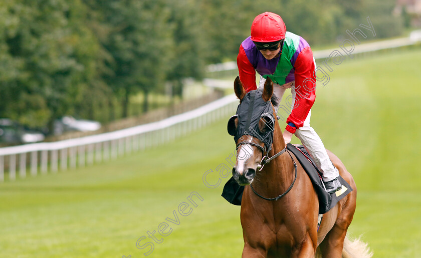 Say-Hello-0001 
 SAY HELLO (Rob Hornby)
Newmarket 5 Aug 2023 - Pic Steven Cargill / Racingfotos.com