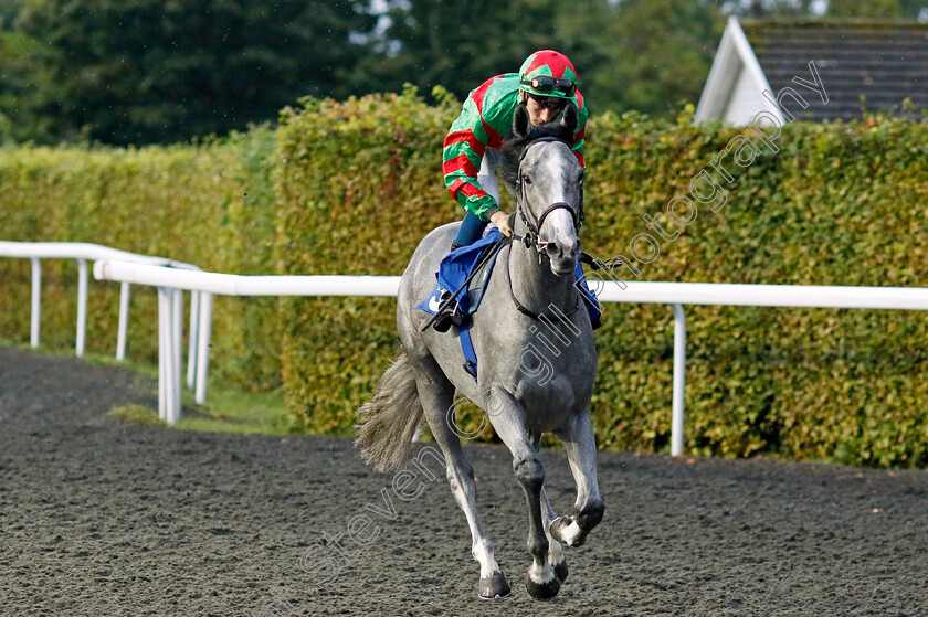 Bear-Island-0001 
 BEAR ISLAND (Harry Davies)
Kempton 6 Sep 2024 - Pic Steven Cargill / Racingfotos.com