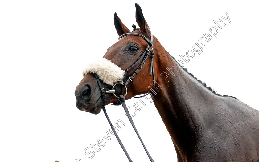 Molliana-0010 
 MOLLIANA Champion Horse of the Channel Islands, after winning The Oakbridge Clarendon Handicap
Les Landes, Jersey 26 Aug 2019 - Pic Steven Cargill / Racingfotos.com