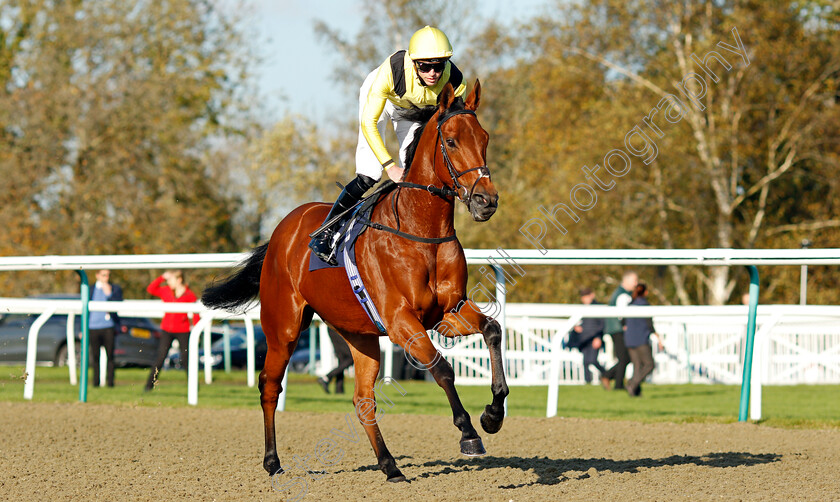 Maamora-0001 
 MAAMORA (James Doyle) winner of The Coral EBF Fleur De Lys Fillies Stakes
Lingfield 28 Oct 2021 - Pic Steven Cargill / Racingfotos.com