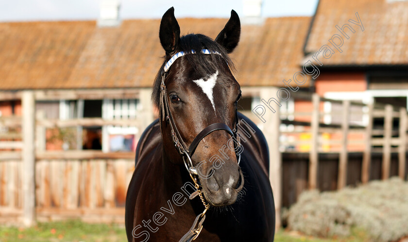 Bated-Breath-ex-Golden-Legacy-0003 
 Bated Breath ex Golden Legacy yearling
Shadwell 24 Oct 2018 - Pic Steven Cargill