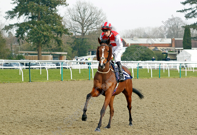 Star-Mind-0001 
 STAR MIND (Dylan Hogan)
Lingfield 7 Mar 2024 - Pic Steven Cargill / Racingfotos.com