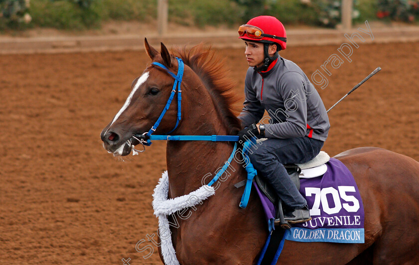 Golden-Dragon-0002 
 GOLDEN DRAGON exercising at Del Mar USA in preparation for The Breeders' Cup Juvenile 30 Oct 2017 - Pic Steven Cargill / Racingfotos.com