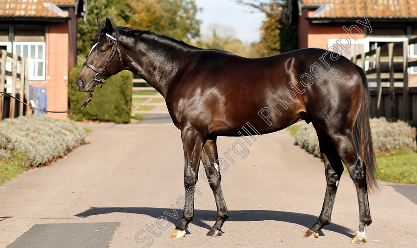 Bated-Breath-ex-Golden-Legacy-0002 
 Bated Breath ex Golden Legacy yearling
Shadwell 24 Oct 2018 - Pic Steven Cargill