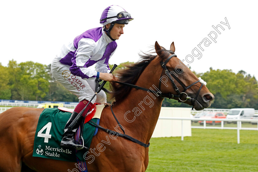 Hierarchy 
 HIERARCHY (Cieren Fallon)
Ascot 27 Apr 2022 - Pic Steven Cargill / Racingfotos.com