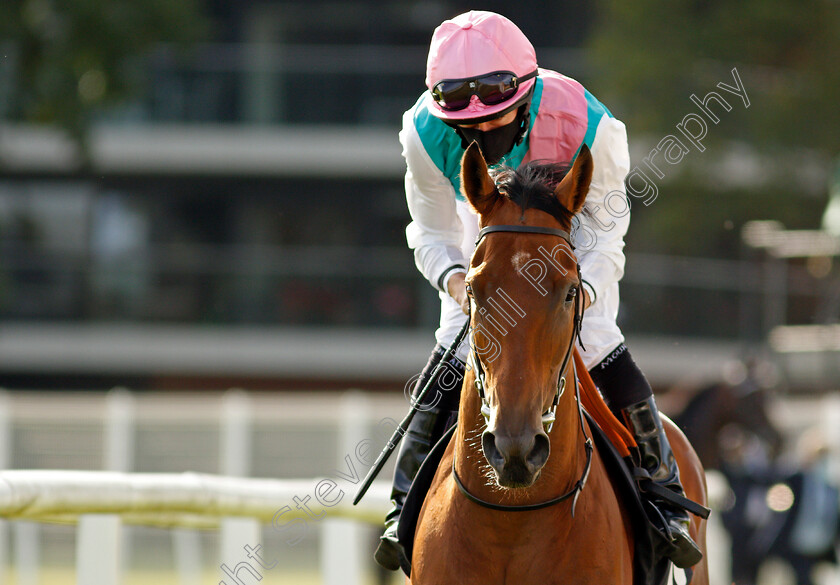 Jovial-0001 
 JOVIAL (Ryan Moore)
Newbury 18 Sep 2020 - Pic Steven Cargill / Racingfotos.com