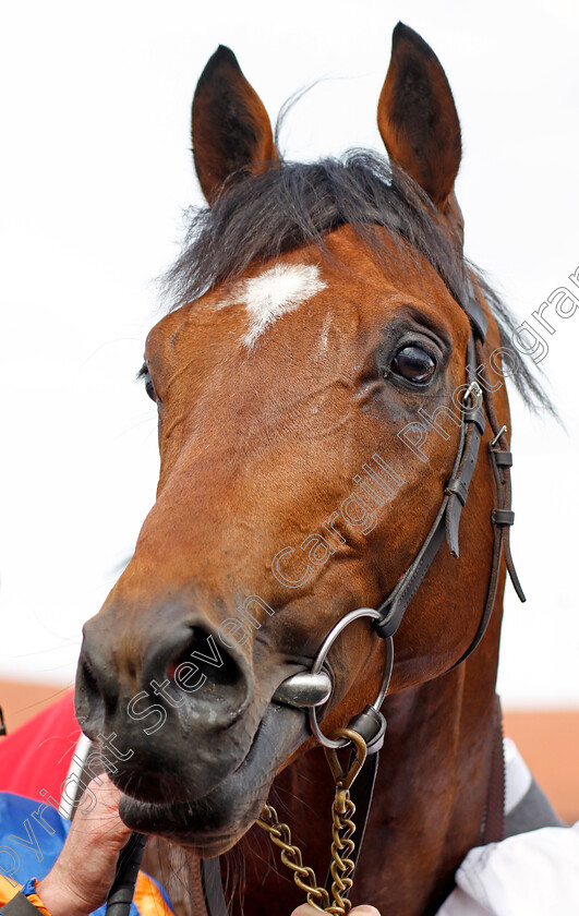 Star-Of-India-0012 
 STAR OF INDIA after The Homeserve Dee Stakes
Chester 5 May 2022 - Pic Steven Cargill / Racingfotos.com