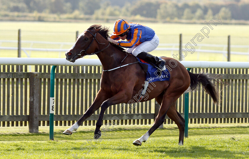 Just-Wonderful-0004 
 JUST WONDERFUL (Ryan Moore) wins The Shadwell Rockfel Stakes
Newmarket 28 Sep 2018 - Pic Steven Cargill / Racingfotos.com