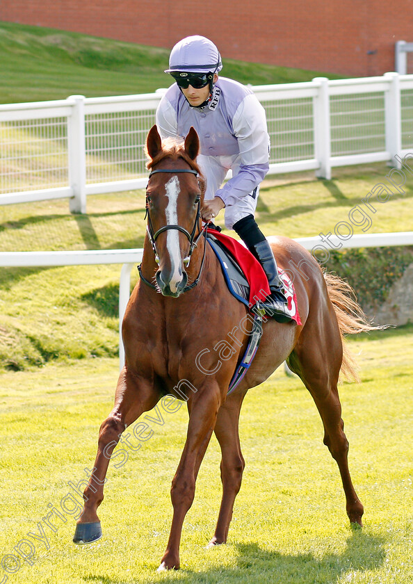 Mascat-0002 
 MASCAT (Harry Bentley)
Sandown 30 Aug 2019 - Pic Steven Cargill / Racingfotos.com