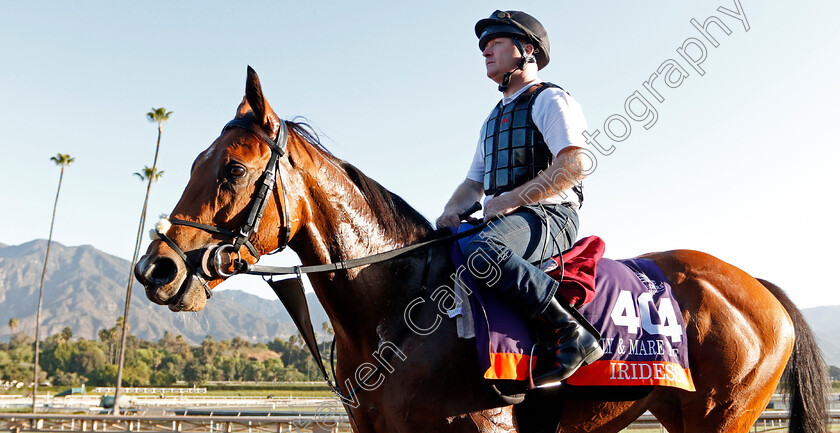 Iridessa-0001 
 IRIDESSA training for the Breeders' Cup Filly & Mare Turf
Santa Anita USA 30 Oct 2019 - Pic Steven Cargill / Racingfotos.com