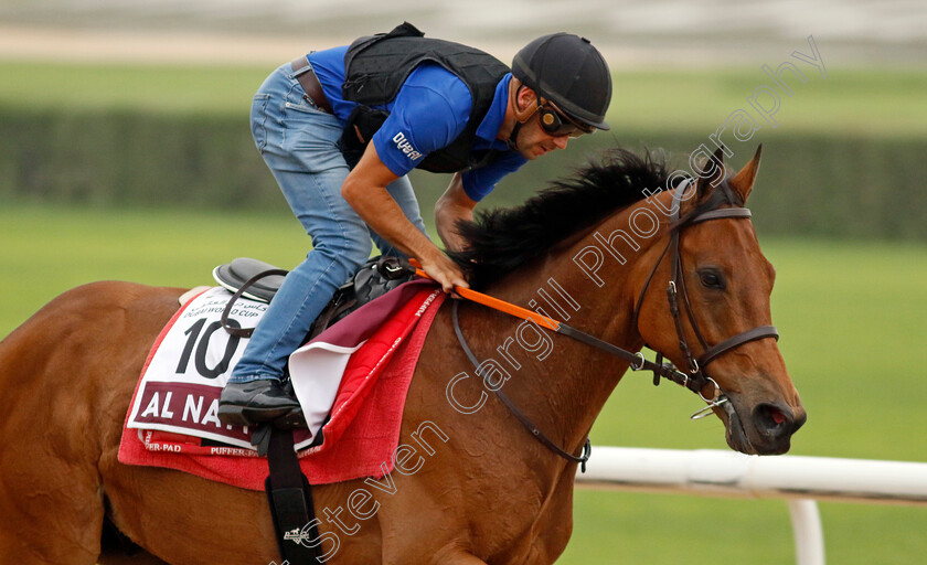 Al-Nayyir-0001 
 AL NAYYIR training for The Dubai Gold Cup
Meydan Dubai 26 Mar 2024 - Pic Steven Cargill / Racingfotos.com