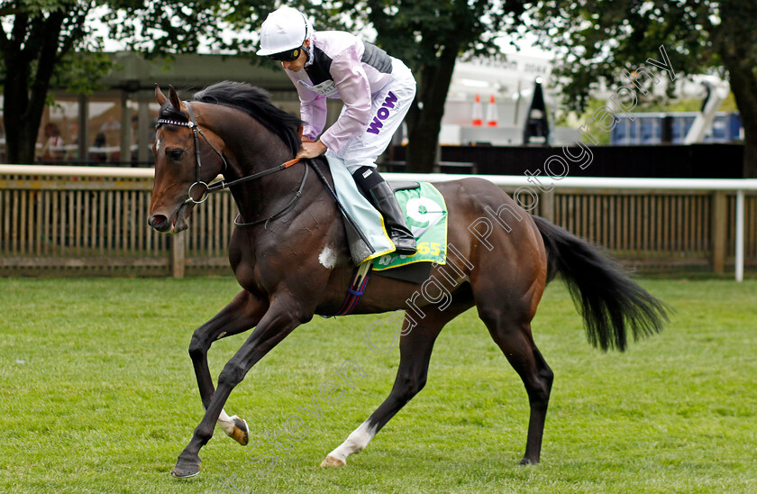 Lose-Your-Wad-0001 
 LOSE YOUR WAD (Kieran Shoemark)
Newmarket 15 Jul 2023 - Pic Steven Cargill / Racingfotos.com