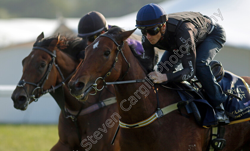 Coolangatta-0012 
 COOLANGATTA (James McDonald) preparing for Royal Ascot
Ascot 14 Jun 2023 - Pic Steven Cargill / Racingfotos.com