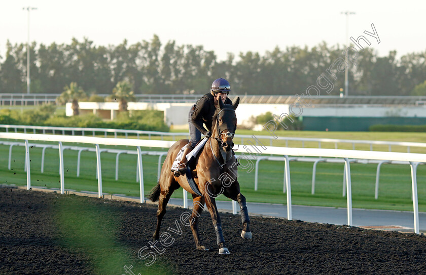 Khaadem-0002 
 KHAADEM training at the Dubai World Cup Carnival
Meydan 5 Jan 2023 - Pic Steven Cargill / Racingfotos.com