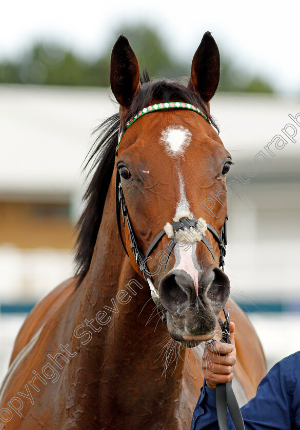 Portrush-0009 
 PORTRUSH after winning The Download The At The Races App Maiden Stakes
Yarmouth 15 Jul 2020 - Pic Steven Cargill / Racingfotos.com