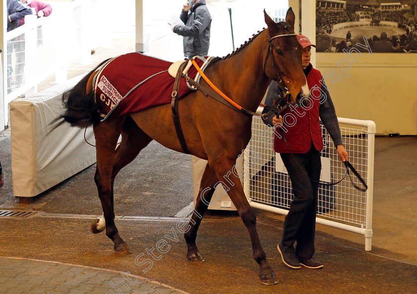 Lot-0171-Doolin-£7000-0001 
 Lot 171 DOOLIN selling for £7000 at Tattersalls Ireland Ascot November Sale 9 Nov 2017 - Pic Steven Cargill / Racinfotos.com