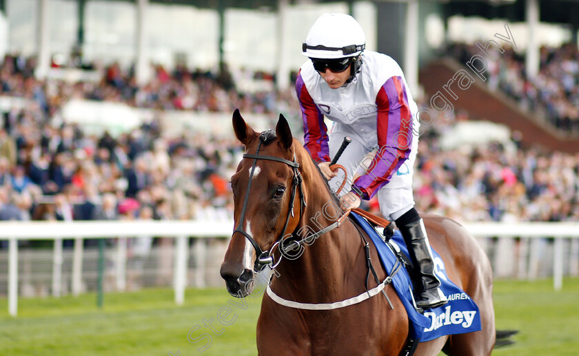 Laurens-0002 
 LAURENS (P J McDonald)
York 23 Aug 2018 - Pic Steven Cargill / Racingfotos.com