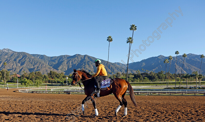 Cody s-Wish-0001 
 CODY'S WISH training for The Breeders' Cup Dirt Mile
Santa Anita USA, 31 October 2023 - Pic Steven Cargill / Racingfotos.com