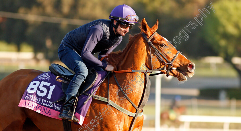 Albigna-0001 
 ALBIGNA (Shane Foley) training for the Breeders' Cup Juvenile Fillies Turf
Santa Anita USA 30 Oct 2019 - Pic Steven Cargill / Racingfotos.com