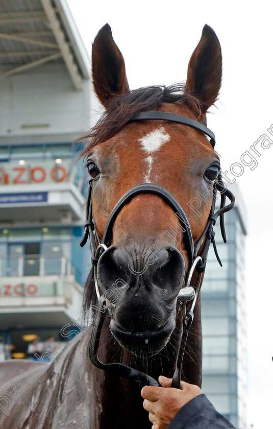 Eldar-Eldarov-0019 
 ELDAR ELDAROV after The Cazoo St Leger Stakes
Doncaster 11 Sep 2022 - Pic Steven Cargill / Racingfotos.com