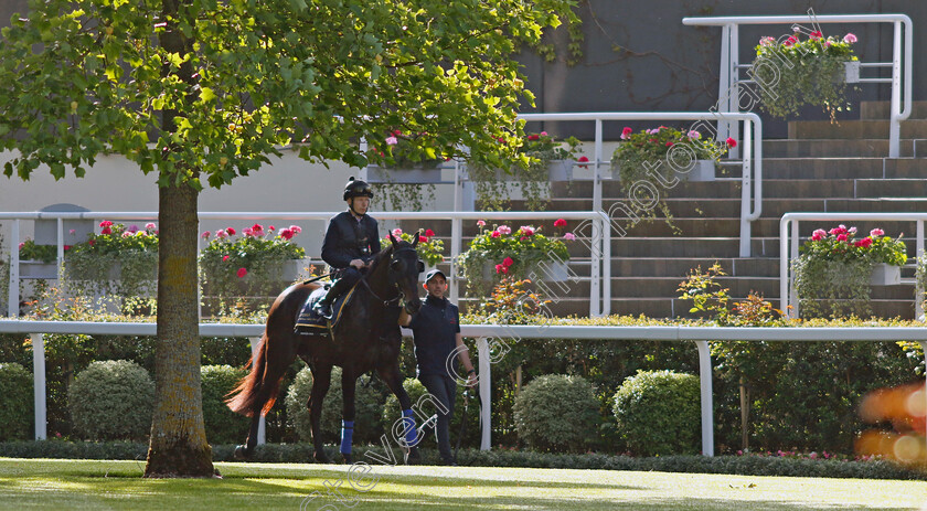 Artorius-0001 
 ARTORIUS (Jamie Spencer) - Australia to Ascot, preparing for the Royal Meeting.
Ascot 10 Jun 2022 - Pic Steven Cargill / Racingfotos.com