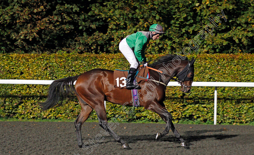 Tiger-Lyon-0001 
 TIGER LYON (John Egan) Kempton 18 Oct 2017 - Pic Steven Cargill / Racingfotos.com