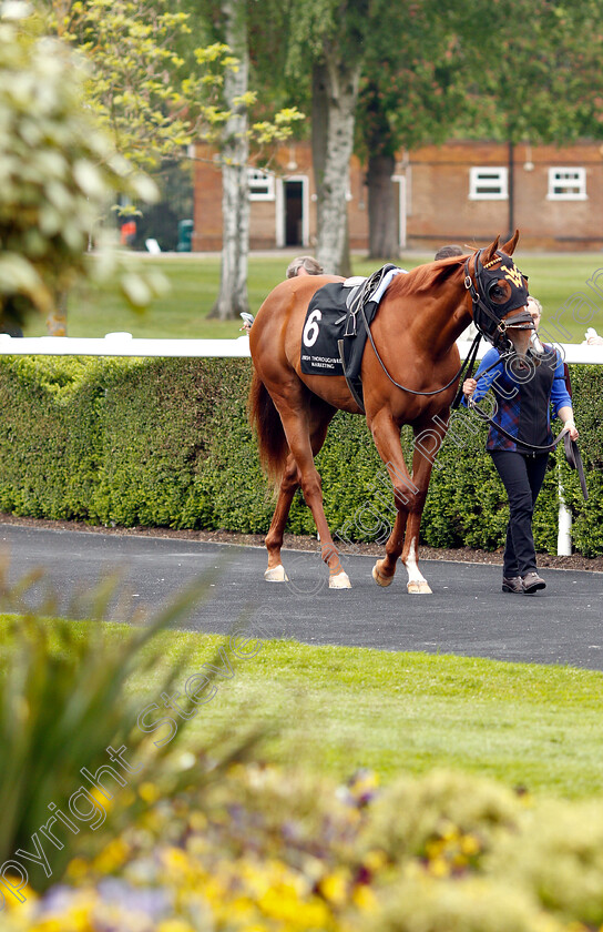 Lady-Pauline-0002 
 LADY PAULINE in the pre-parade ring
Ascot 1 May 2019 - Pic Steven Cargill / Racingfotos.com