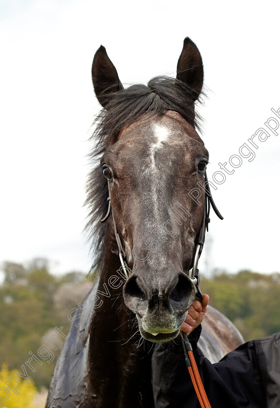 M-C-Muldoon-0005 
 M C MULDOON after The Racing Ticket Giveaways At @188bet Novice Stakes Nottingham 1 May 2018 - Pic Steven Cargill / Racingfotos.com