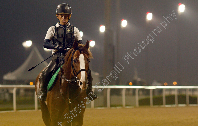 Suave-Richard-0001 
 SUAVE RICHARD training for The Dubai Sheema Classic
Meydan 28 Mar 2019 - Pic Steven Cargill / Racingfotos.com