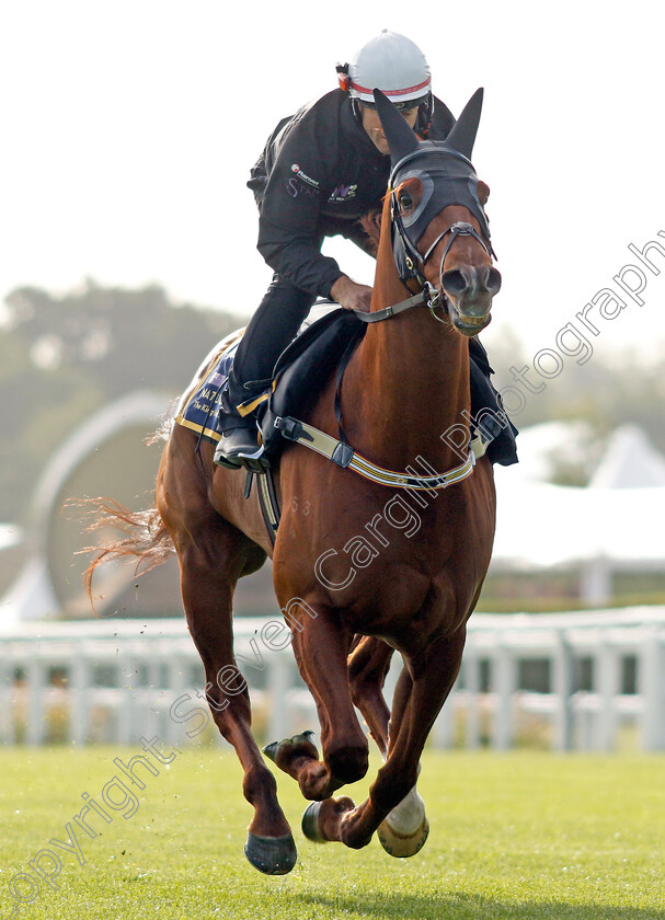 Nature-Strip-0009 
 NATURE STRIP - Australia to Ascot, preparing for the Royal Meeting.
Ascot 10 Jun 2022 - Pic Steven Cargill / Racingfotos.com