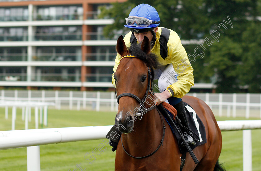 Mottrib-0001 
 MOTTRIB (David Egan) winner of The Be Wiser Insurance Novice Stakes
Newbury 13 Jun 2019 - Pic Steven Cargill / Racingfotos.com