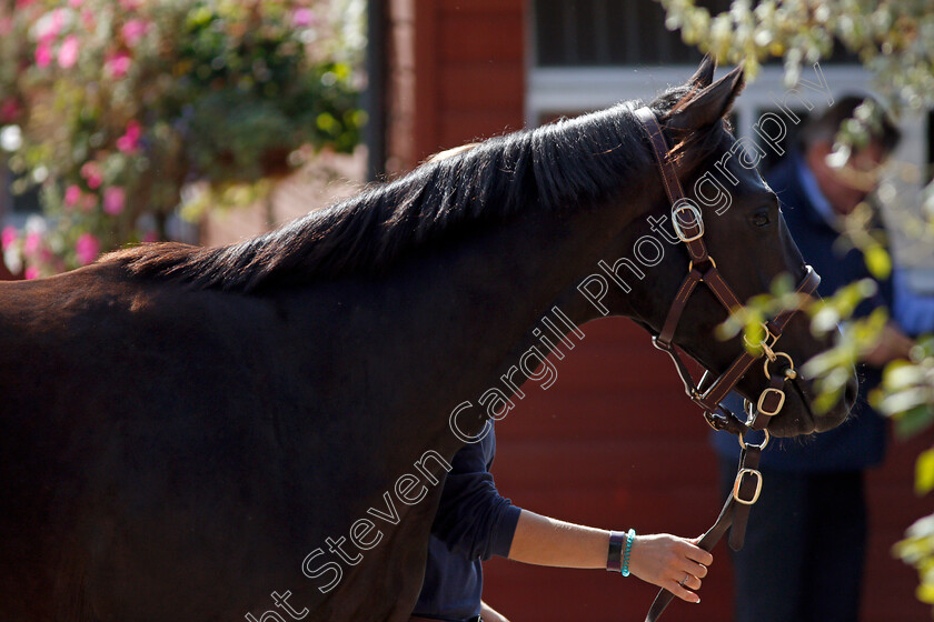 Ascot-sales-0003 
 Scene at Ascot Yearling Sale 12 Sep 2017 - Pic Steven Cargill / Racingfotos.com