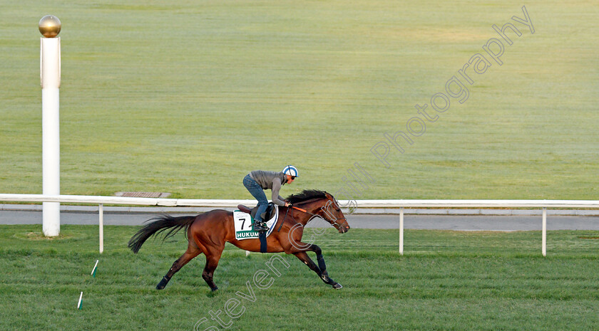 Hukum-0001 
 HUKUM (Jim Crowley) training for The Sheema Classic
Meydan, Dubai, 24 Mar 2022 - Pic Steven Cargill / Racingfotos.com