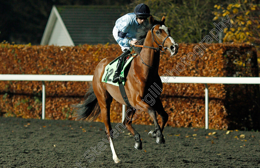 Union-0003 
 UNION (Jack Mitchell)
Kempton 27 Nov 2019 - Pic Steven Cargill / Racingfotos.com