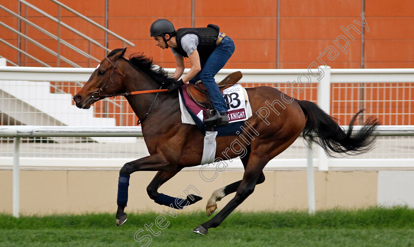 Sevenna s-Knight-0001 
 SEVENNA'S KNIGHT training for The Dubai Gold Cup
Meydan Dubai 26 Mar 2024 - Pic Steven Cargill / Racingfotos.com