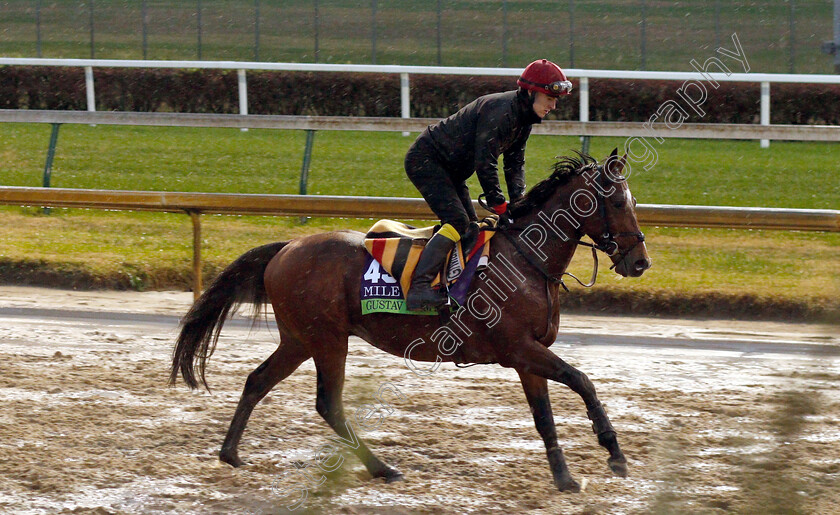 Gustav-Klimt-0001 
 GUSTAV KLIMT exercising ahead of The Breeders' Cup Mile
Churchill Downs USA 1 Nov 2018 - Pic Steven Cargill / Racingfotos.com