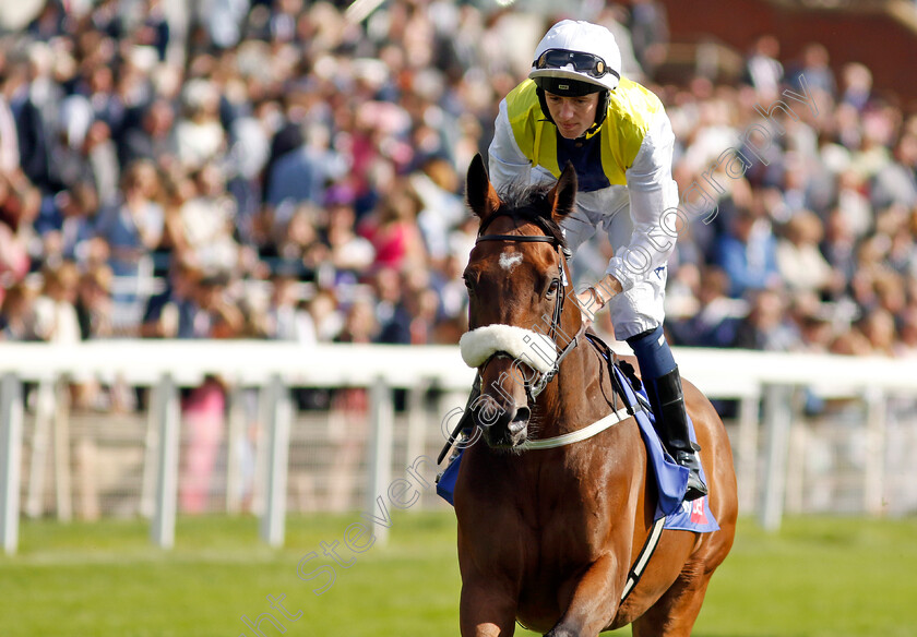 Forza-Orta-0001 
 FORZA ORTA (Cam Hardie)
York 24 Aug 2024 - Pic Steven Cargill / Racingfotos.com