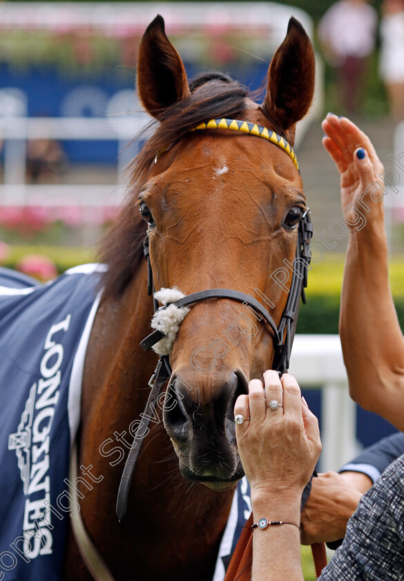 Jumbly-0008 
 JUMBLY winner of The Longines Valiant Stakes
Ascot 23 Jul 2022 - Pic Steven Cargill / Racingfotos.com