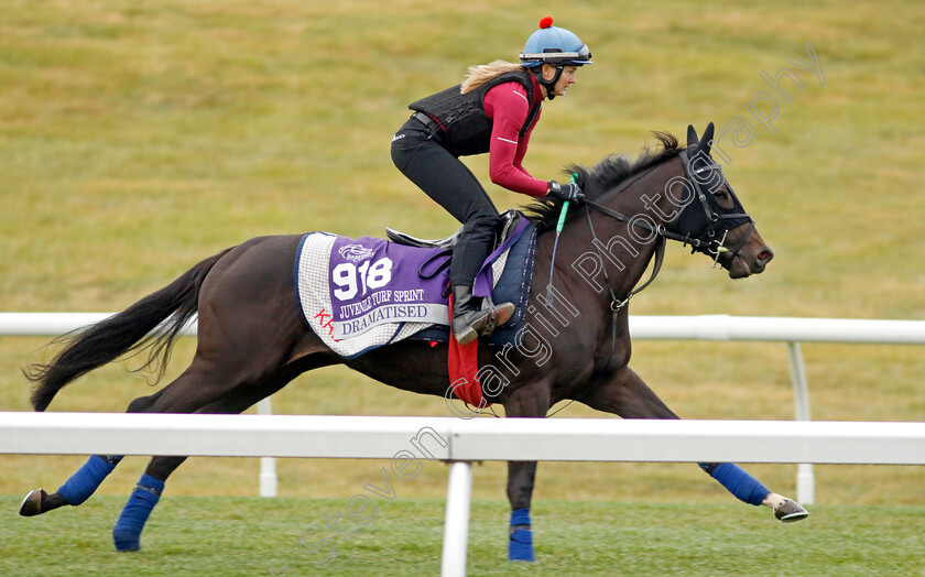 Dramatised-0002 
 DRAMATISED training for the Breeders' Cup Juvenile Turf Sprint
Keeneland USA 2 Nov 2022 - Pic Steven Cargill / Racingfotos.com