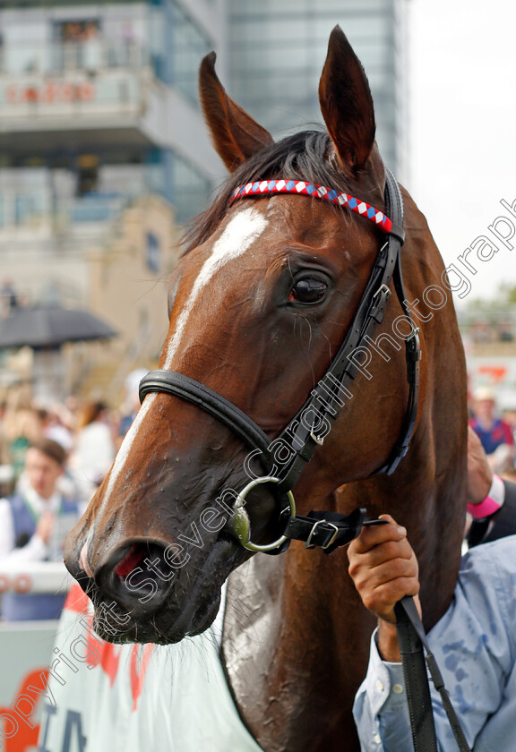 Inspiral-0008 
 INSPIRAL after The Cazoo May Hill Stakes
Doncaster 9 Sep 2021 - Pic Steven Cargill / Racingfotos.com