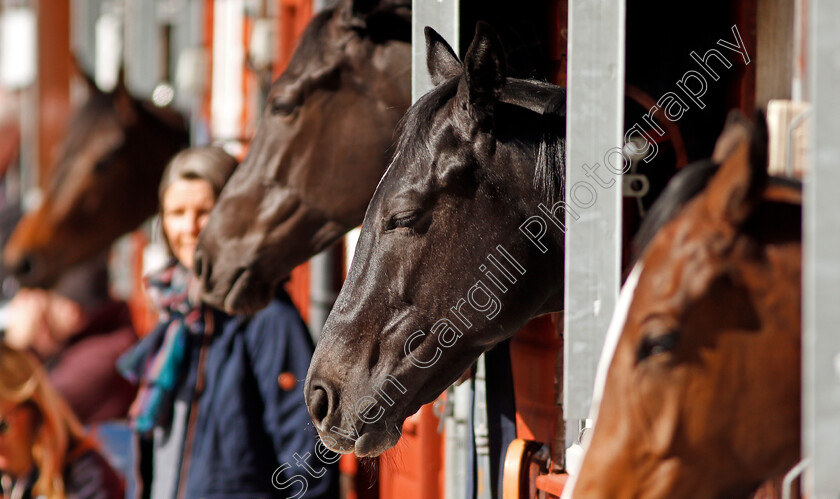 Ascot-Sales-0001 
 Horses wait their turn to be sold at Tattersalls Ireland Ascot Breeze Up Sale 5 Apr 2018 - Pic Steven Cargill / Racingfotos.com