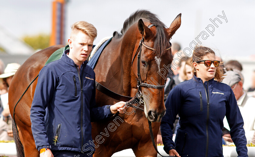 Douvan-0001 
 DOUVAN parading at The Curragh 10 Sep 2017 - Pic Steven Cargill / Racingfotos.com