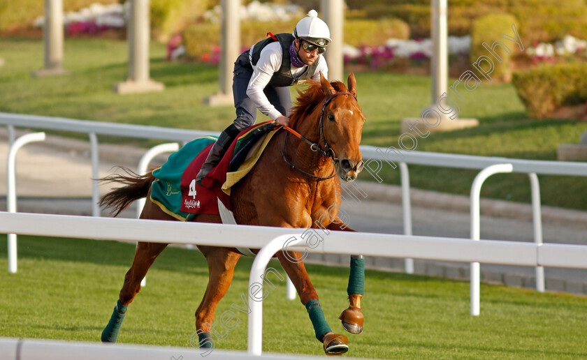 Skazino-0002 
 SKAZINO training for the Turf Handicap
King Abdulaziz Racetrack, Riyadh, Saudi Arabia 24 Feb 2022 - Pic Steven Cargill / Racingfotos.com