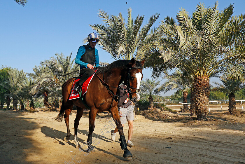 Spirit-Dancer-0007 
 SPIRIT DANCER training for the Bahrain International Trophy
Kingdom of Bahrain 13 Nov 2024 - Pic Steven Cargill / Racingfotos.com