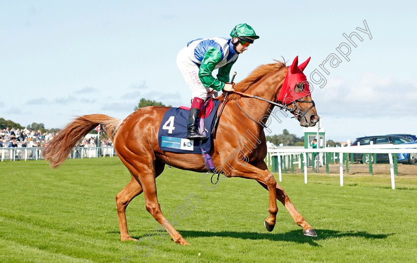 Aunty-Bridy-0001 
 AUNTY BRIDY (Cieren Fallon)
Yarmouth 15 Sep 2021 - Pic Steven Cargill / Racingfotos.com