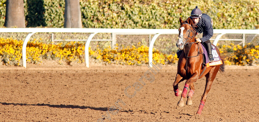 Billesdon-Brook-0004 
 BILLESDON BROOK training for the Breeders' Cup Filly & Mare Turf
Santa Anita USA 30 Oct 2019 - Pic Steven Cargill / Racingfotos.com