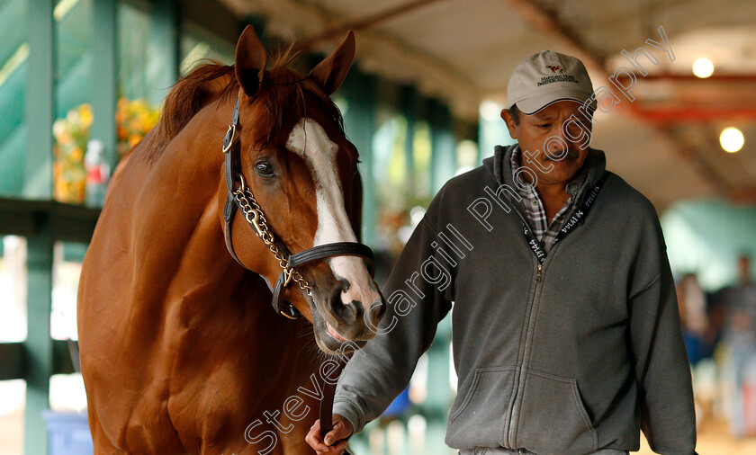 Improbable-0002 
 IMPROBABLE exercising in preparation for the Preakness Stakes
Pimlico, Baltimore USA, 16 May 2019 - Pic Steven Cargill / Racingfotos.com