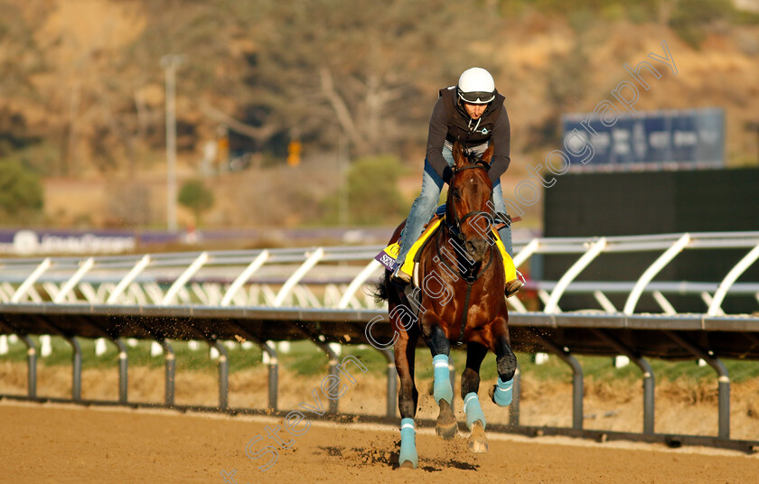 Senor-Buscador-0001 
 SENOR BUSCADOR training for the Breeders' Cup Classic
Del Mar USA 31 Oct 2024 - Pic Steven Cargill / Racingfotos.com